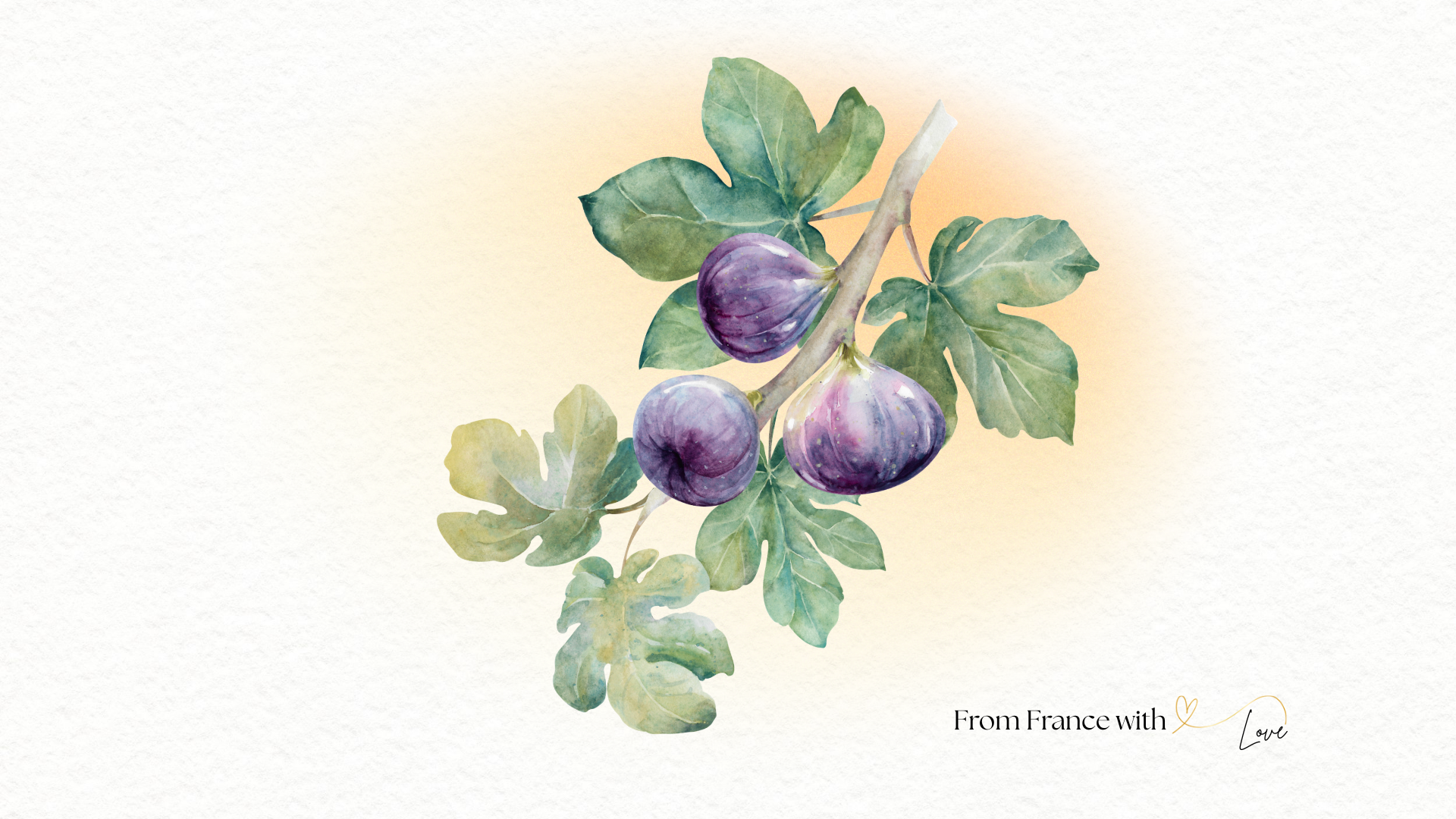 Watercolor figs illustration for For the Love of Figs