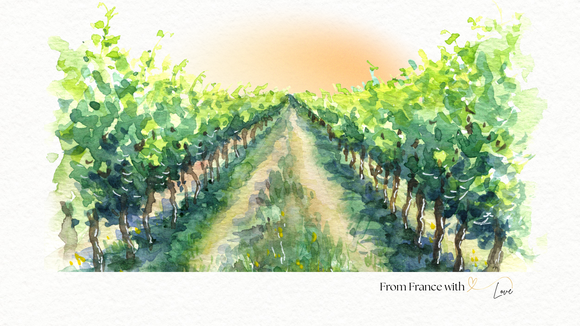 Sunrise through the vineyards in France at sunrise in Southern France