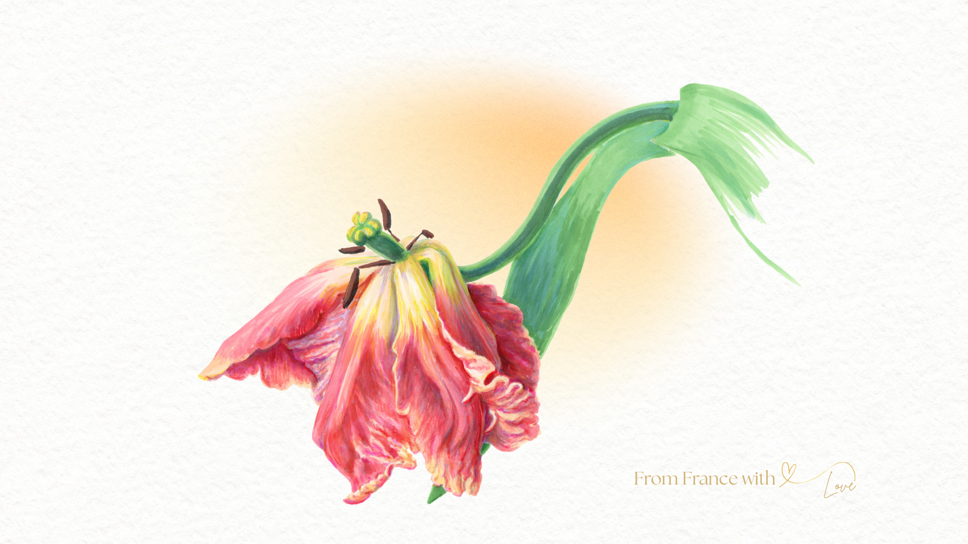 Watercolor illustration of a wilted pink and yellow flower with drooping green stem, symbolizing summer heat in France