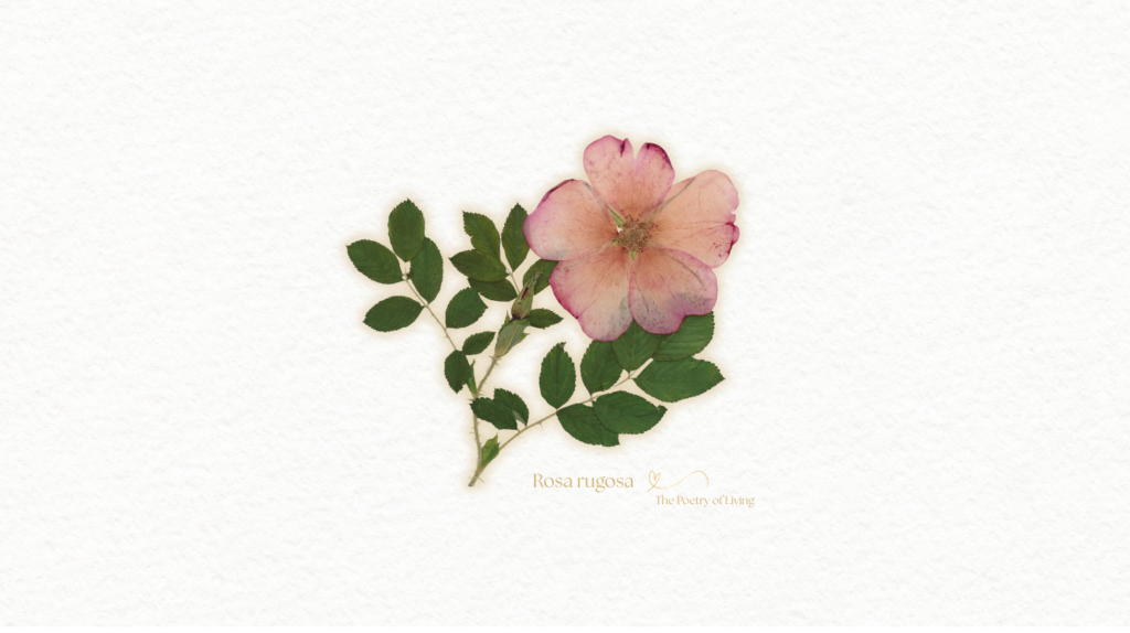 Rosa rugosa botanical artwork for The Poetry of Living