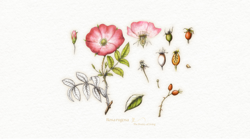Botanical watercolor illustration of Rosa rugosa flowers, leaves, and rose hips, accompanying The Art of Making Room for Life.